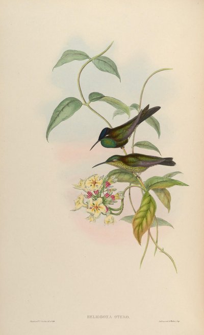 Heliodoxa Leadbeateri by John Gould
